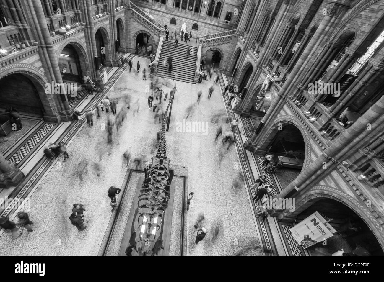 Main Hall of the Natural History Museum London Stock Photo