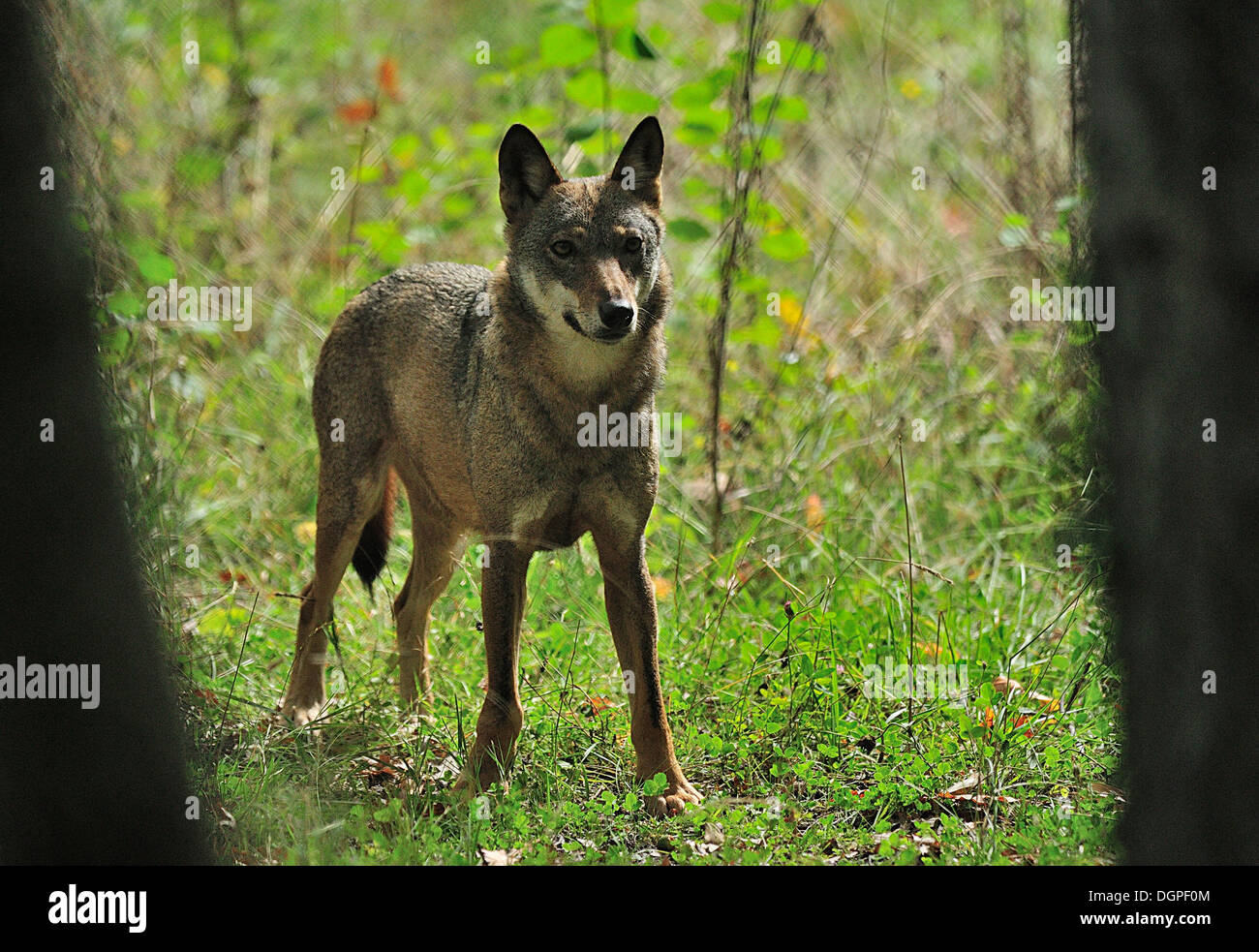 Italian Wolf Canis lupus italicus, Canidae, Abruzzo National Park, Italy Stock Photo - Alamy Italian Wolf Canis lupus italicus, Canidae, Abruzzo National Park, Italy Stock Photo - Alamy