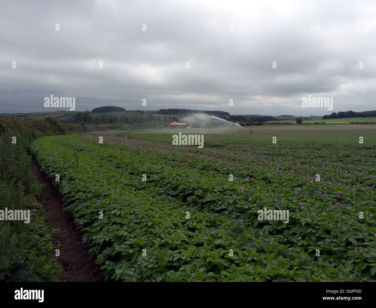 Potato crop irrigation, Norfolk, UK. Stock Photo