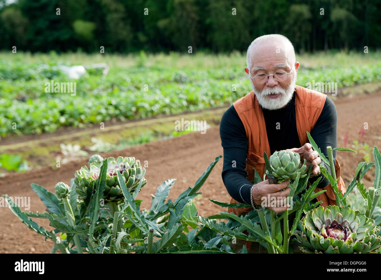Old black man gardening hi-res stock photography and images - Alamy
