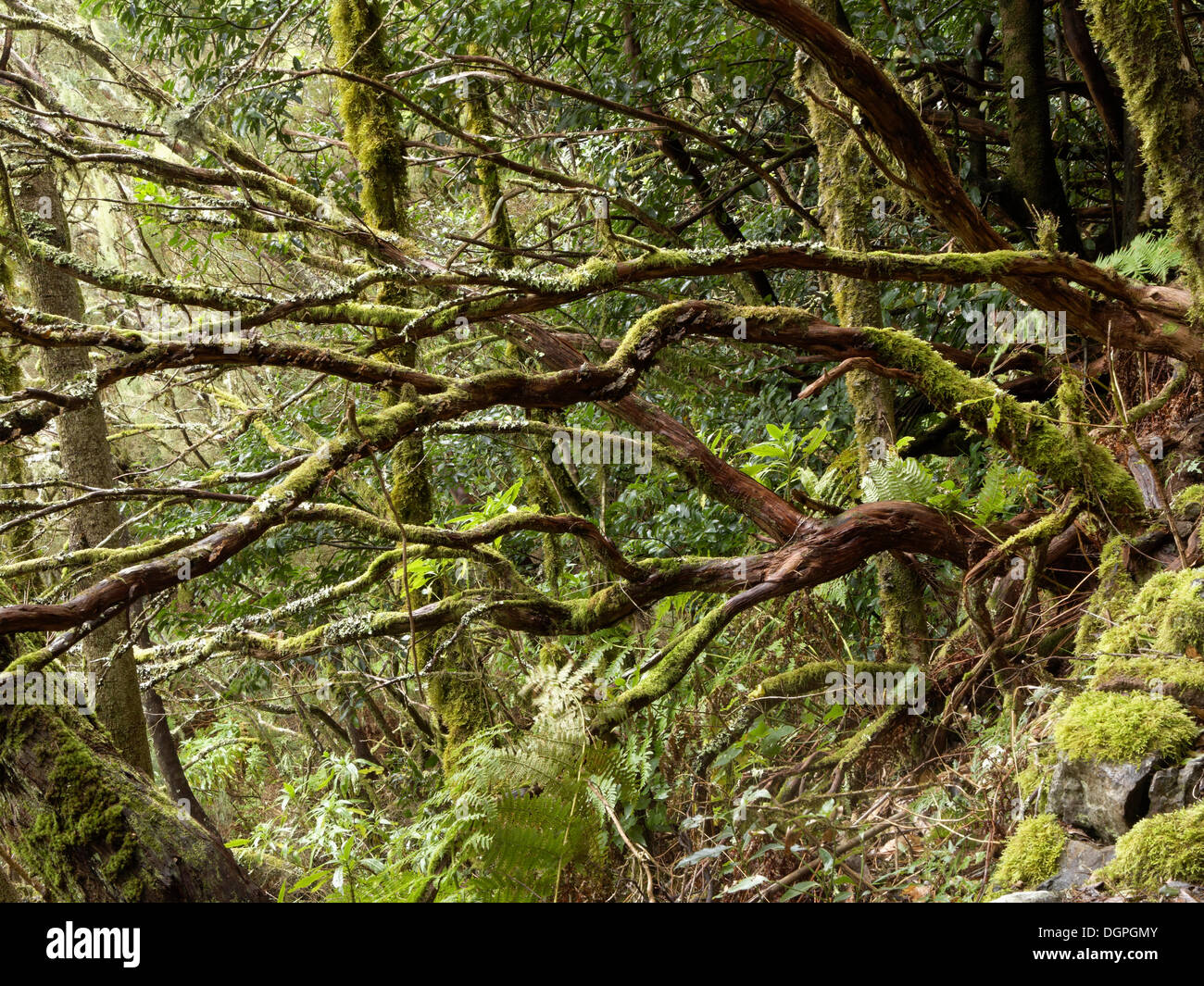 Laurel forest, Garajonay National Park, Hermigua, La Gomera, Canary Islands, Spain, Europe Stock Photo