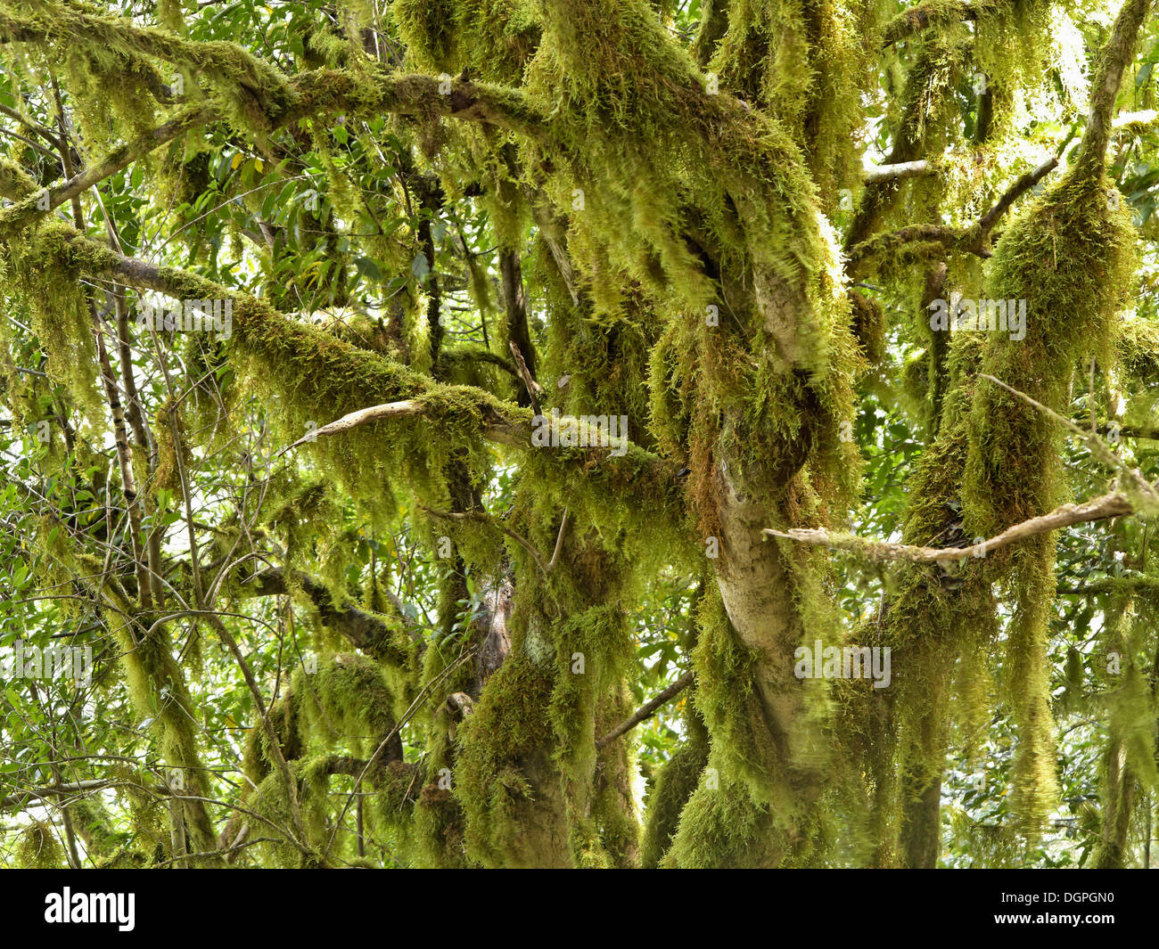 Moss-covered trees, laurel forest, Garajonay National Park, Hermigua, La Gomera, Canary Islands, Spain, Europe Stock Photo