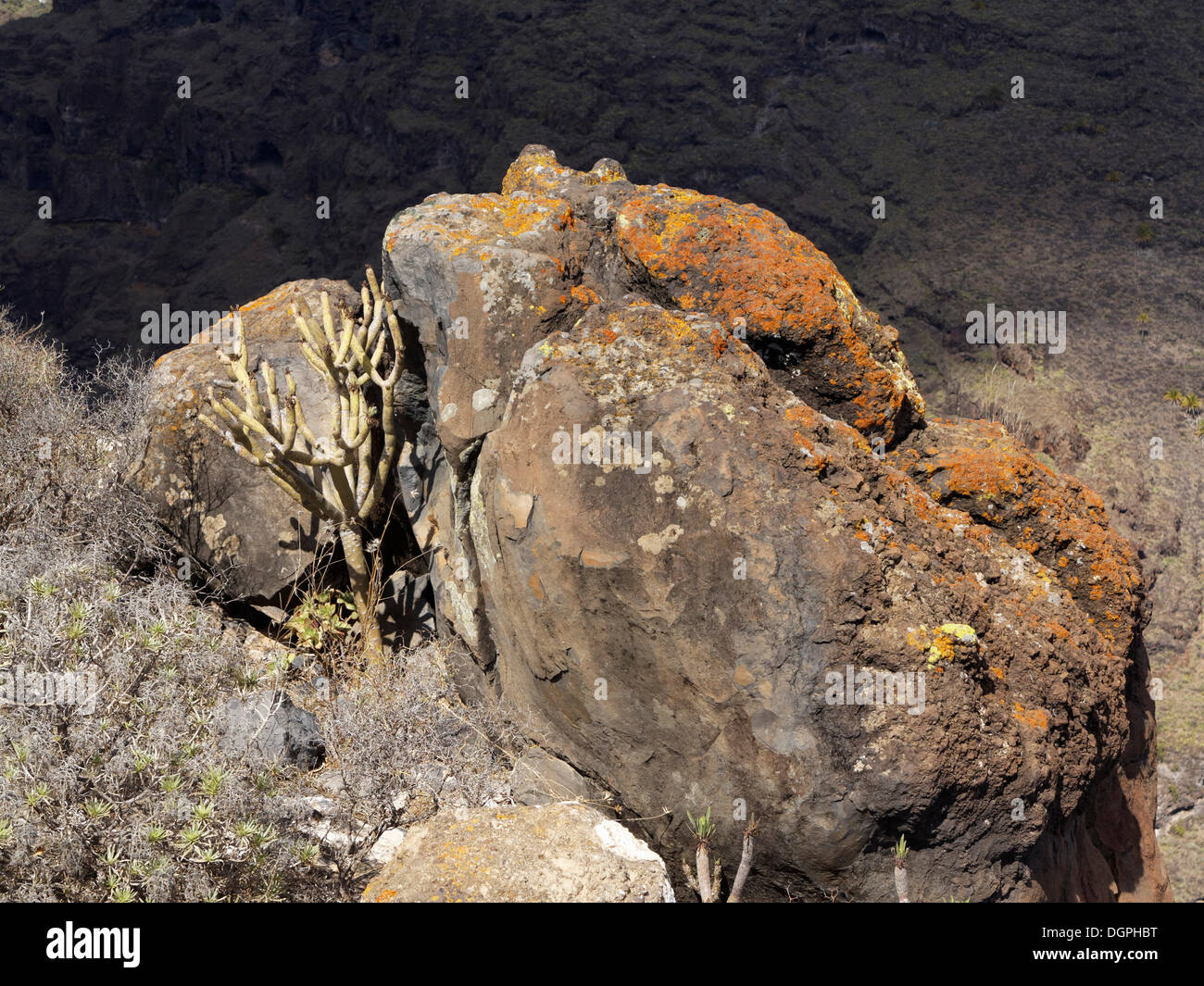 Volcanic rocks overgrown with lichen, Barranco de Erque, Vallehermoso, La Gomera, Canary Islands, Spain, Europe, La Gomera Stock Photo