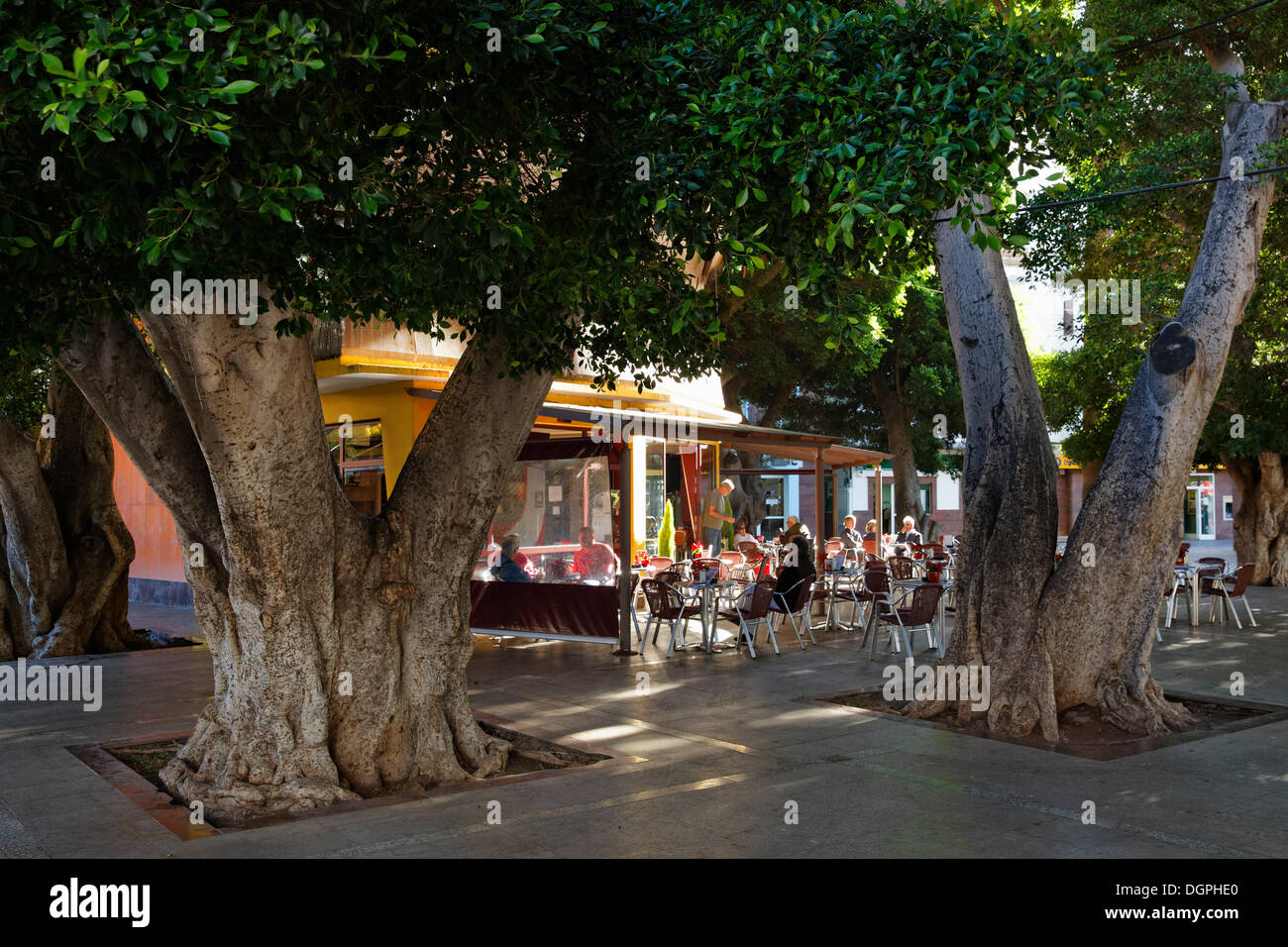 Laurel trees and a bar, Plaza de la Constitucion, San Sebastián de la Gomera, Tenerife, Canary Islands, Spain Stock Photo