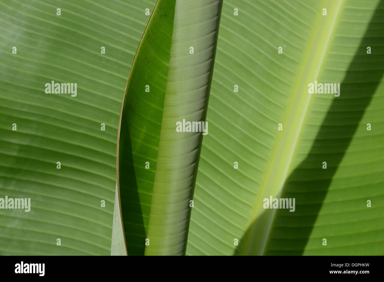 Green banana leaves in sun and shade Stock Photo