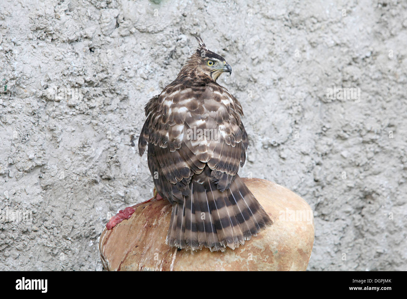 Eagle, India Stock Photo