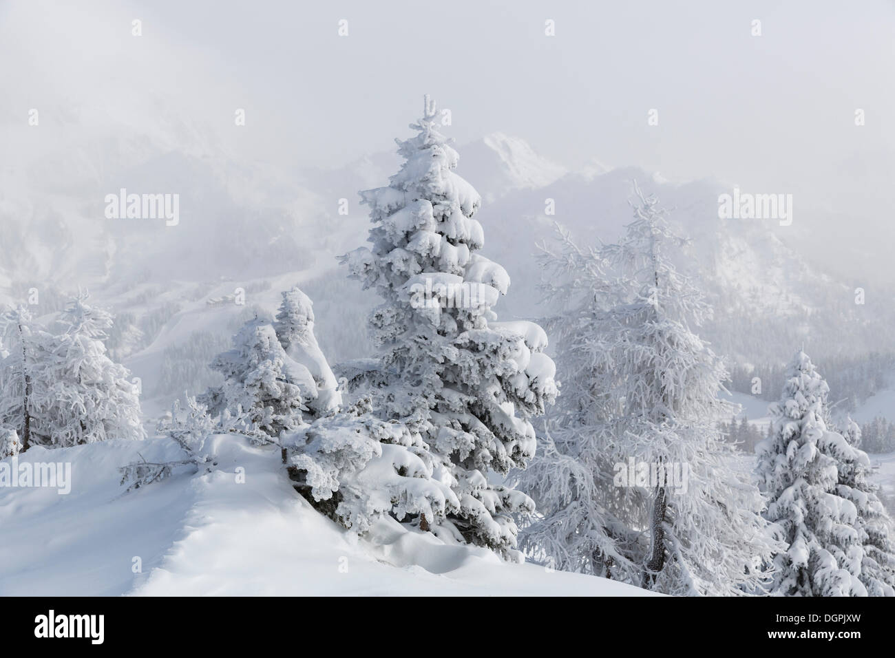 Snow covered trees, Nassfeld, Hermagor, Carinthia, Austria Stock Photo