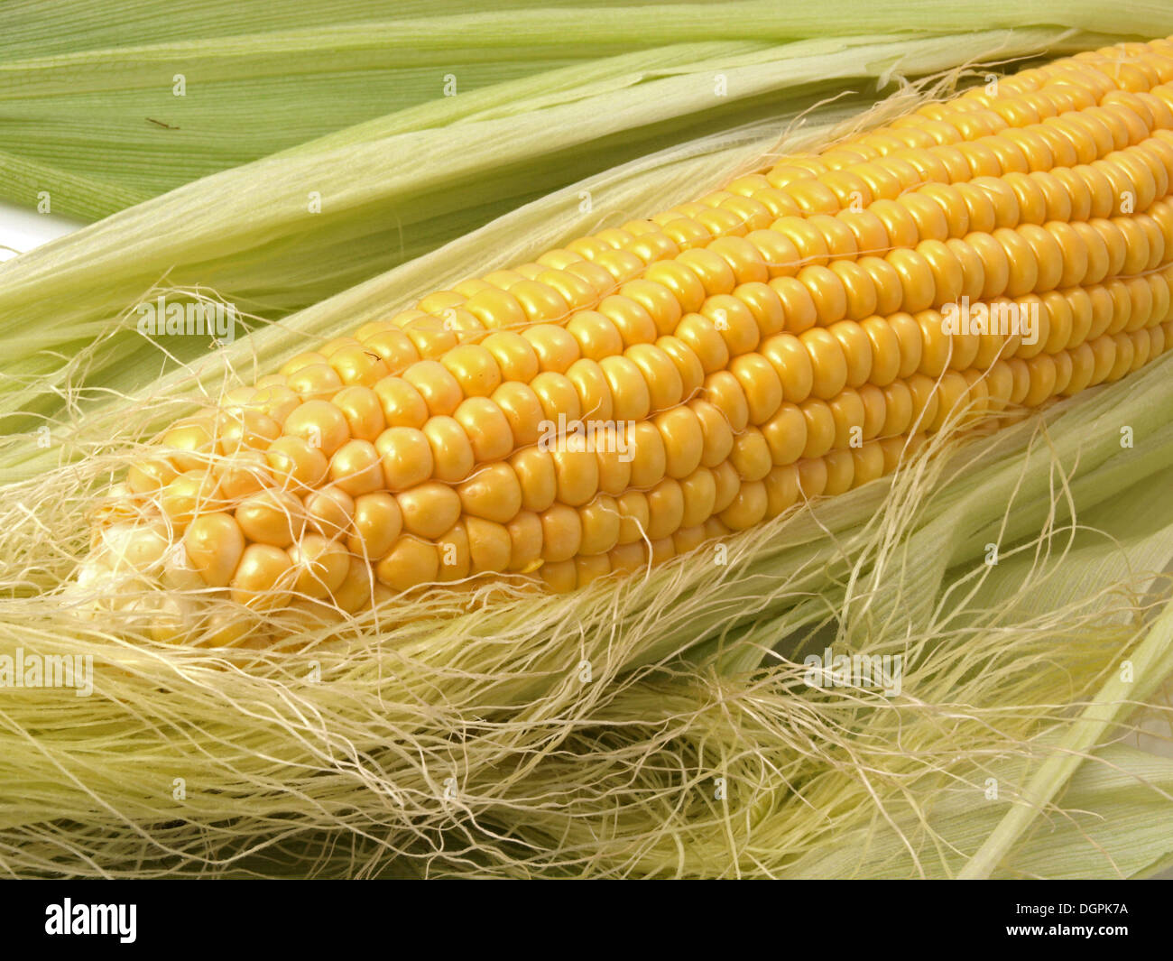 Freshly cut organic sweet corn. Stock Photo