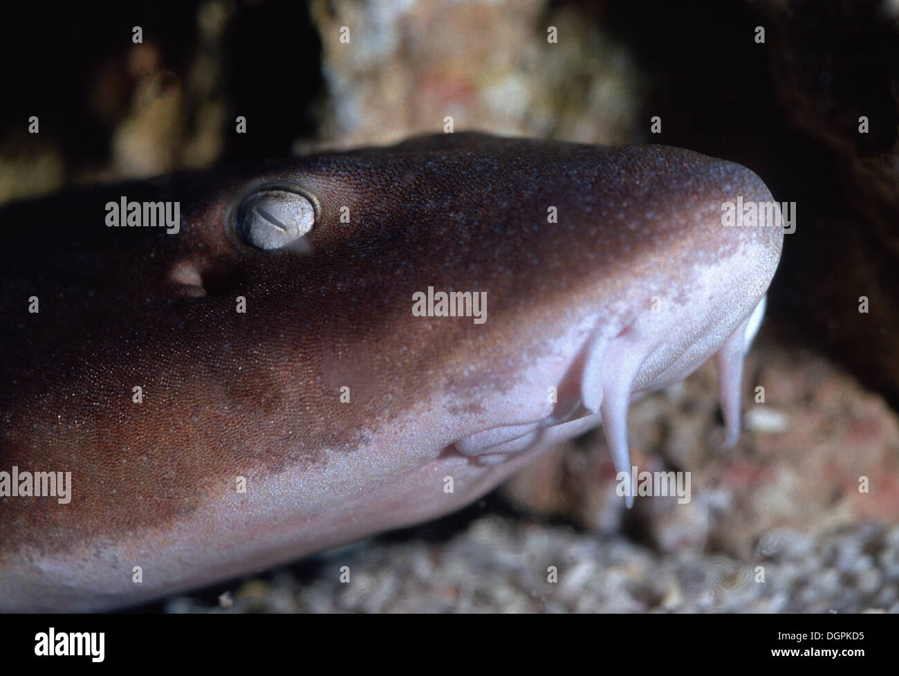 Brownbanded bamboo shark, Chiloscyllium punctatum, Hemiscylliidae, Indo-pacific Ocean Stock Photo