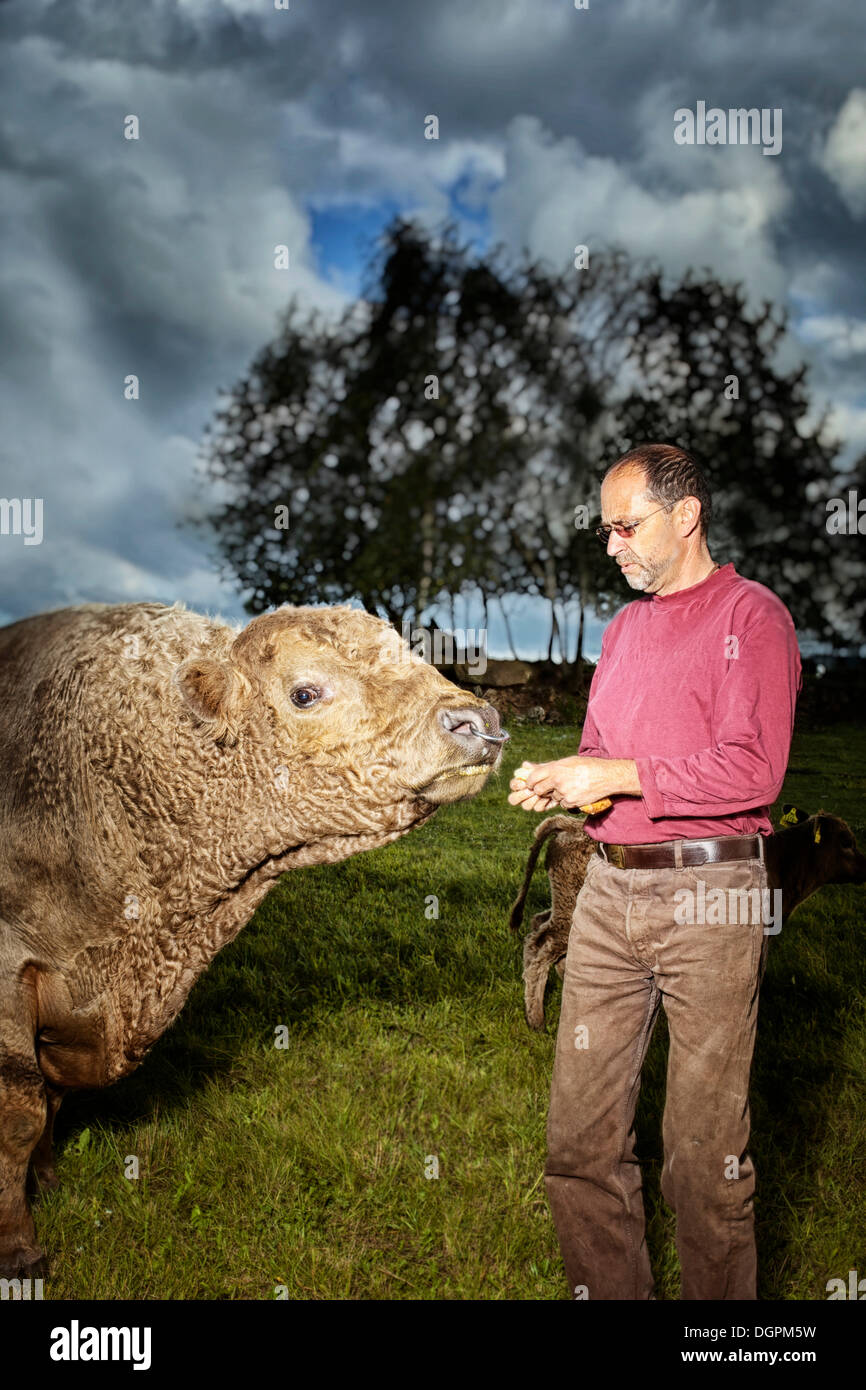 Man feeding a Galloway bull (Bos primigenius taurus), Austria, Europe Stock Photo