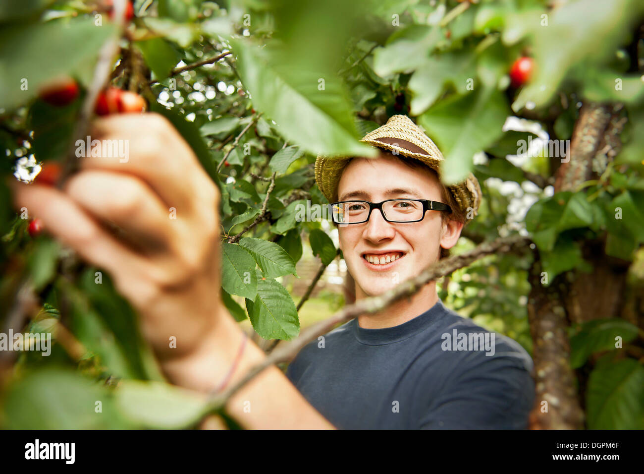Young man harvesting cherries Stock Photo