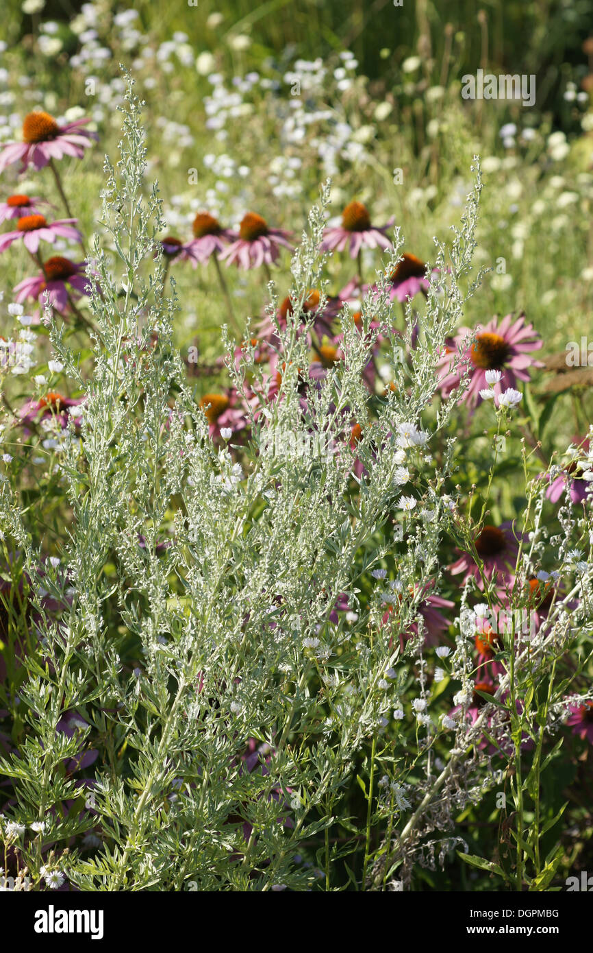 Wormwood Stock Photo Alamy
