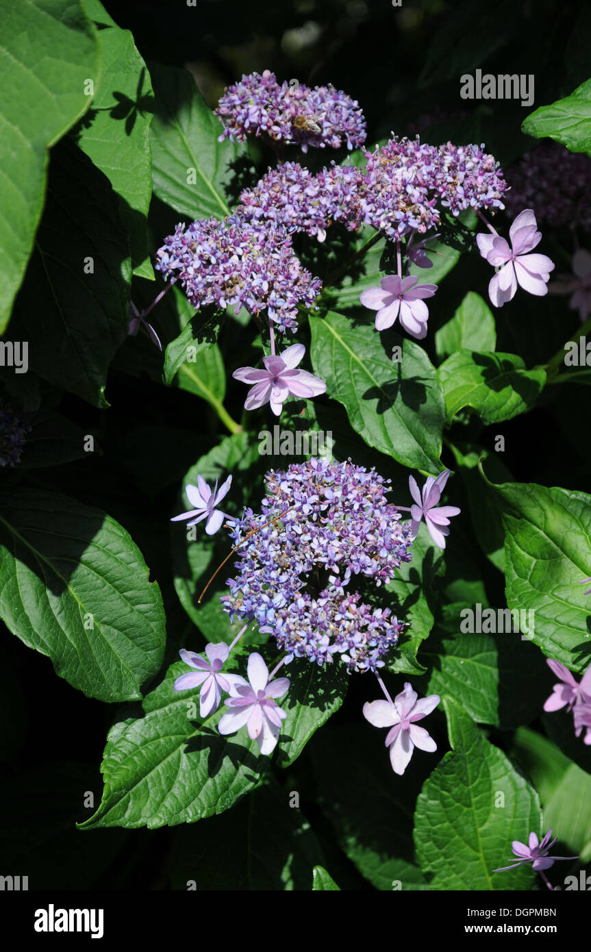 Hortensie hydrangea macrophylla bauernhortensie hi-res stock ...