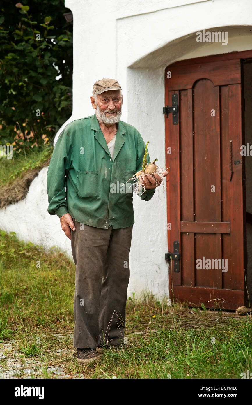 Old man, farmer holding a potato plant Stock Photo