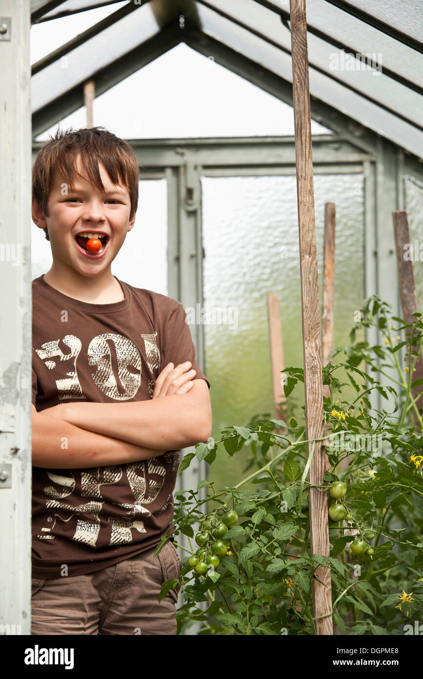 Boy standing in a greenhouse eating a tomato Stock Photo - Alamy