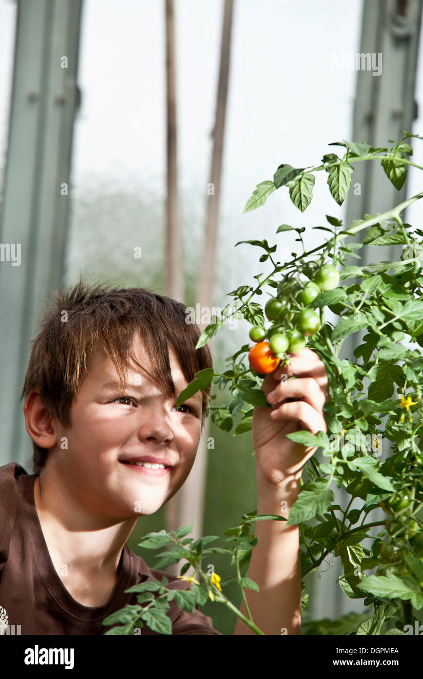 Boy checking a tomato in a greenhouse Stock Photo