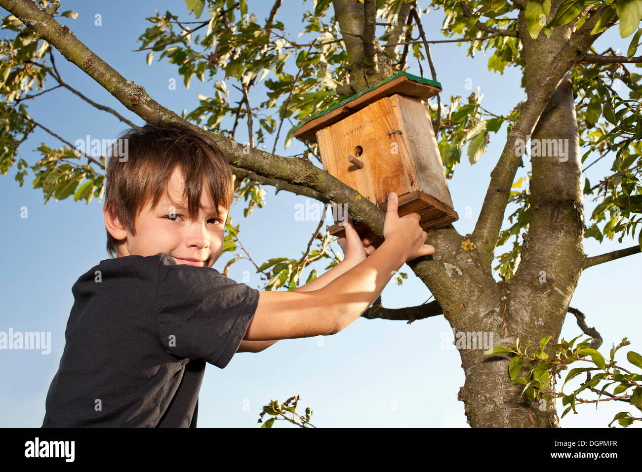 Boy putting a nesting box on a tree Stock Photo