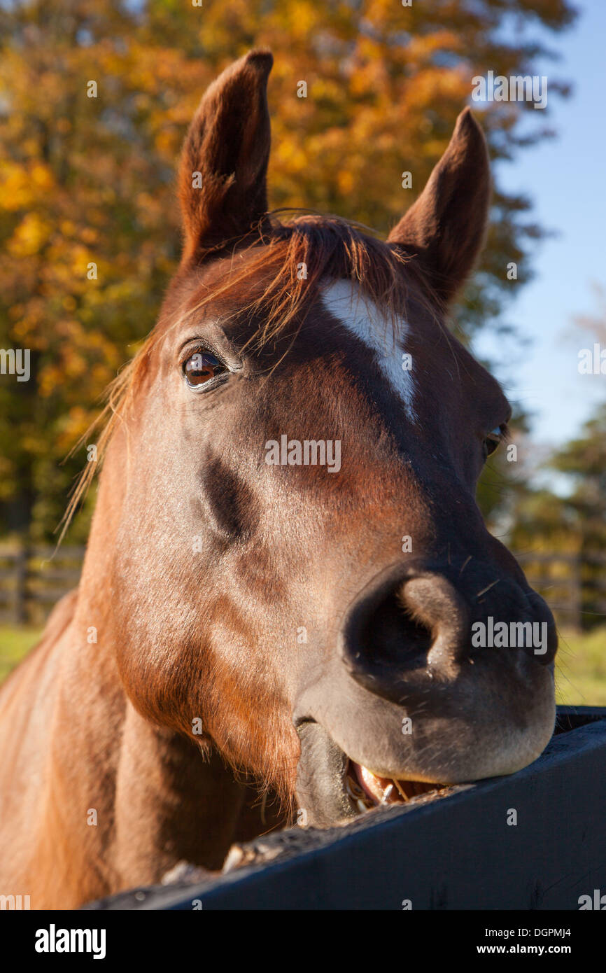 Horse head Stock Photo