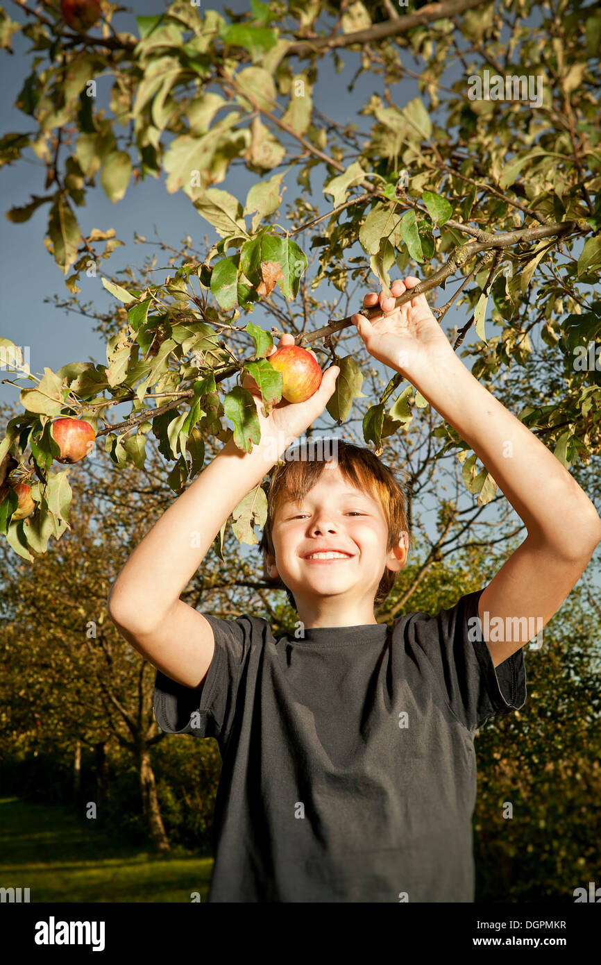 Boy picking apples Stock Photo