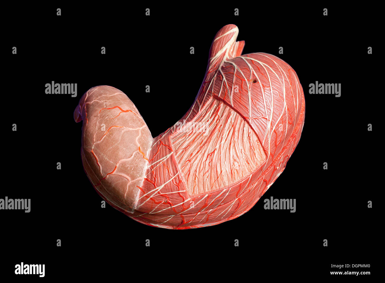 Anatomical model, human stomach Stock Photo