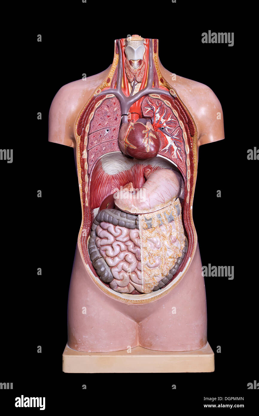 Human torso, anatomical model Stock Photo