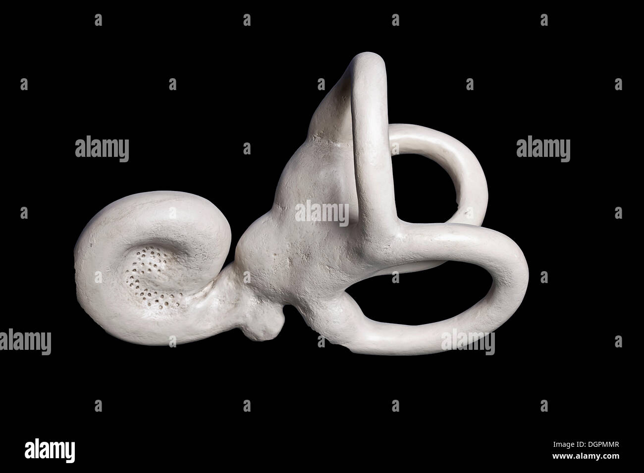 Human inner ear, anatomical model Stock Photo