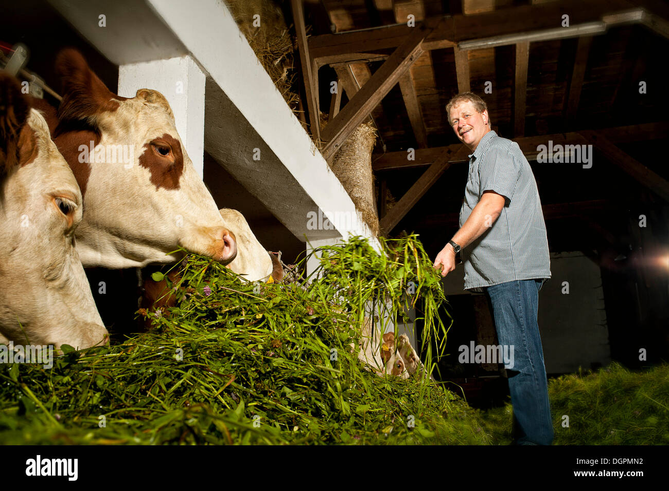 Farmer feeding his cattle Stock Photo