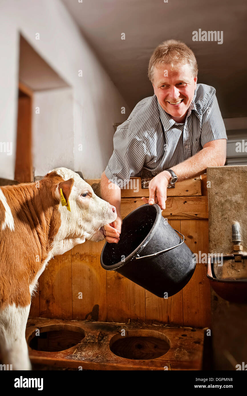 Farmer feeding a calf Stock Photo