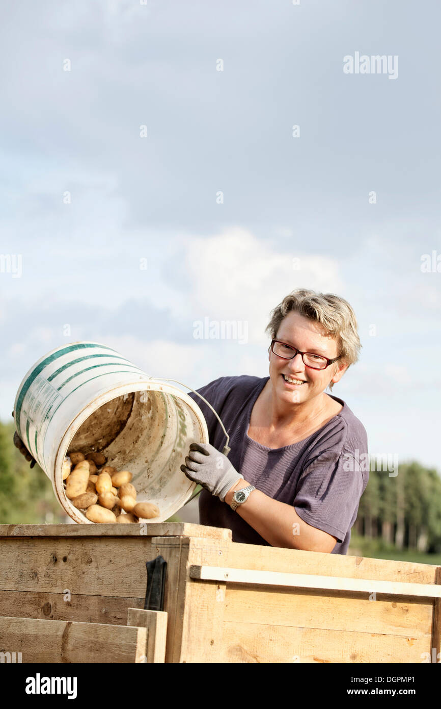 Woman harvesting potatoes Stock Photo