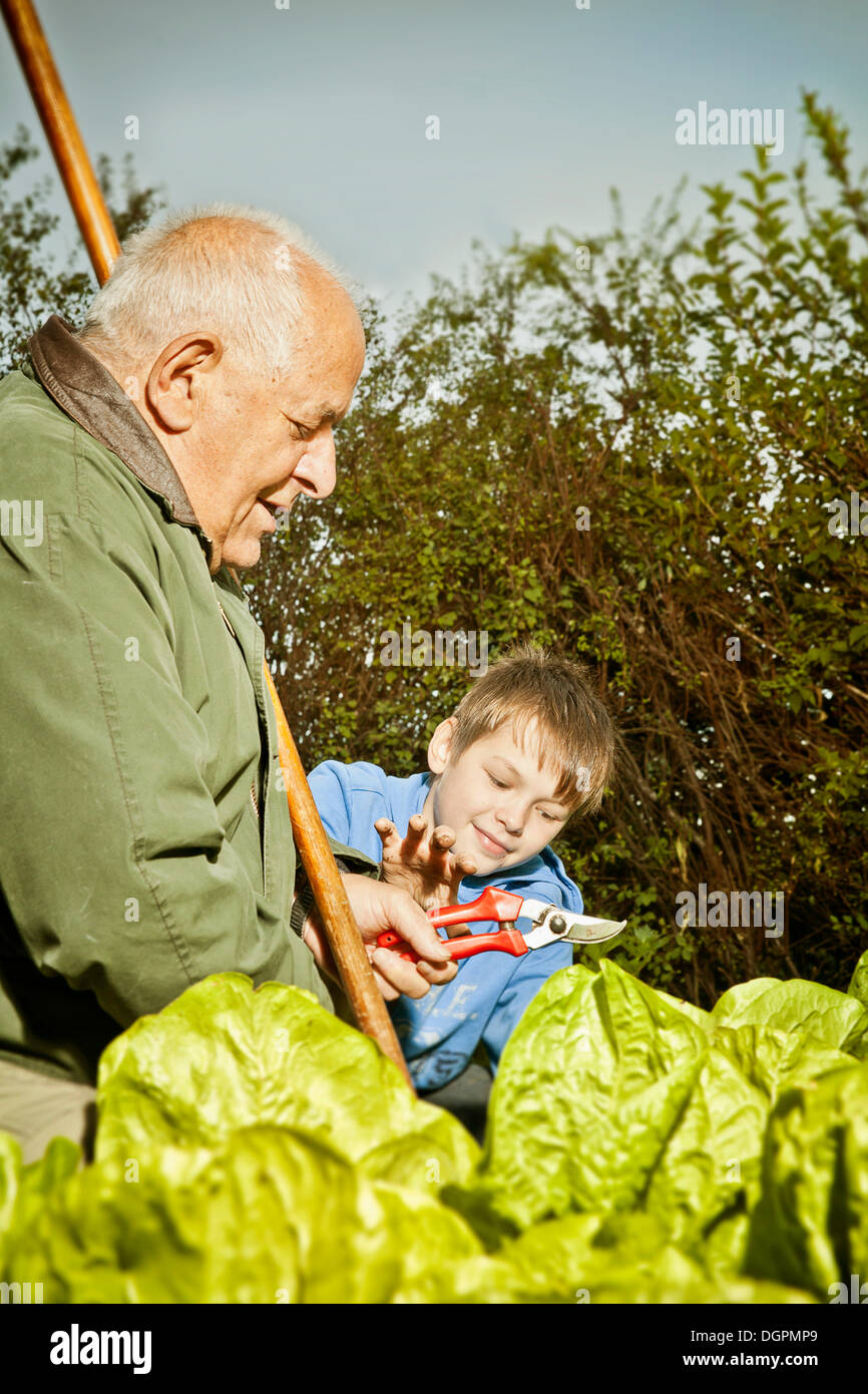 Elderly man and a boy working in the garden Stock Photo