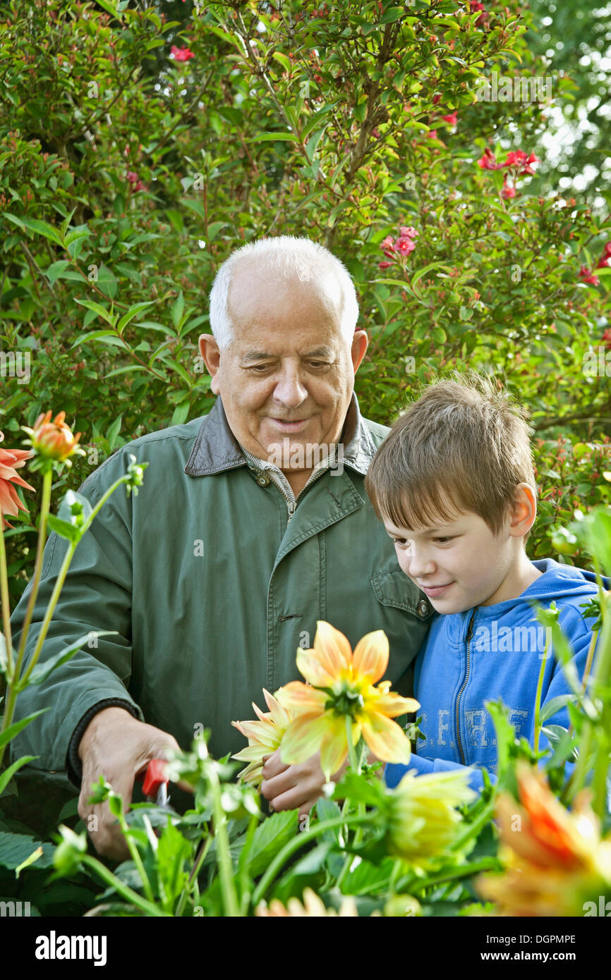 Elderly man and a boy working in the garen Stock Photo
