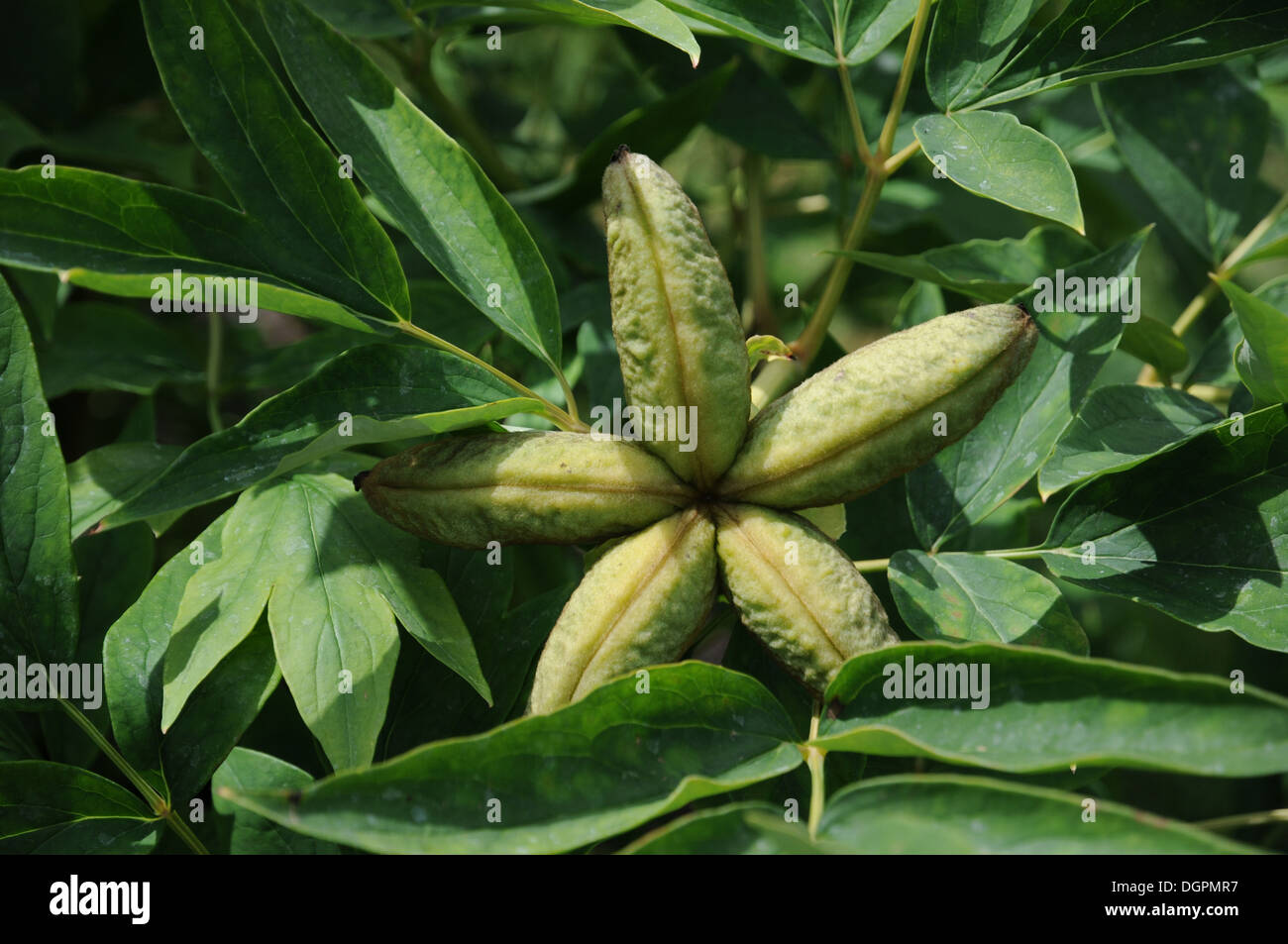 Shrub Peony Stock Photo