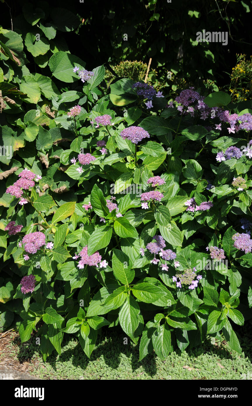 Hortensie hydrangea macrophylla bauernhortensie hi-res stock ...