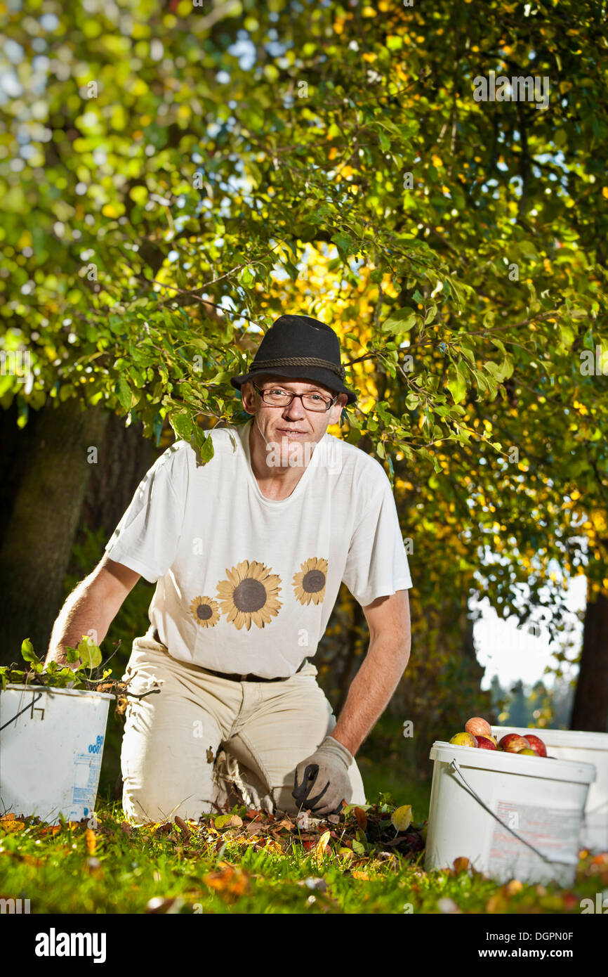 Man at the apple harvest Stock Photo
