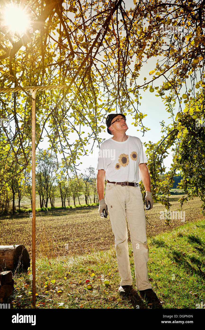 Man at the apple harvest Stock Photo