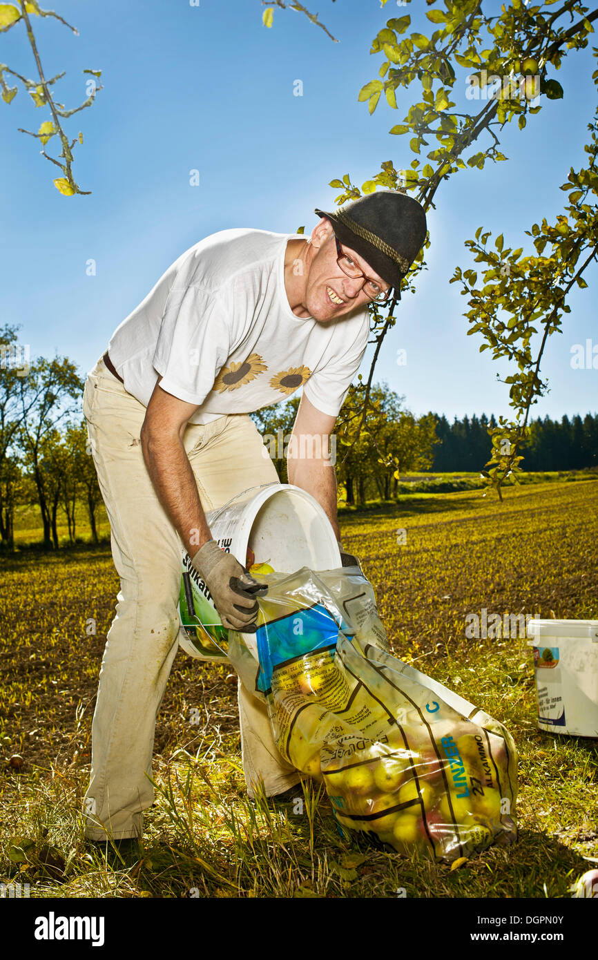 Man at the apple harvest Stock Photo