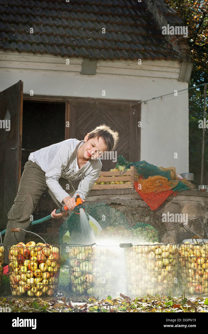 Boy washing apples for making juice Stock Photo