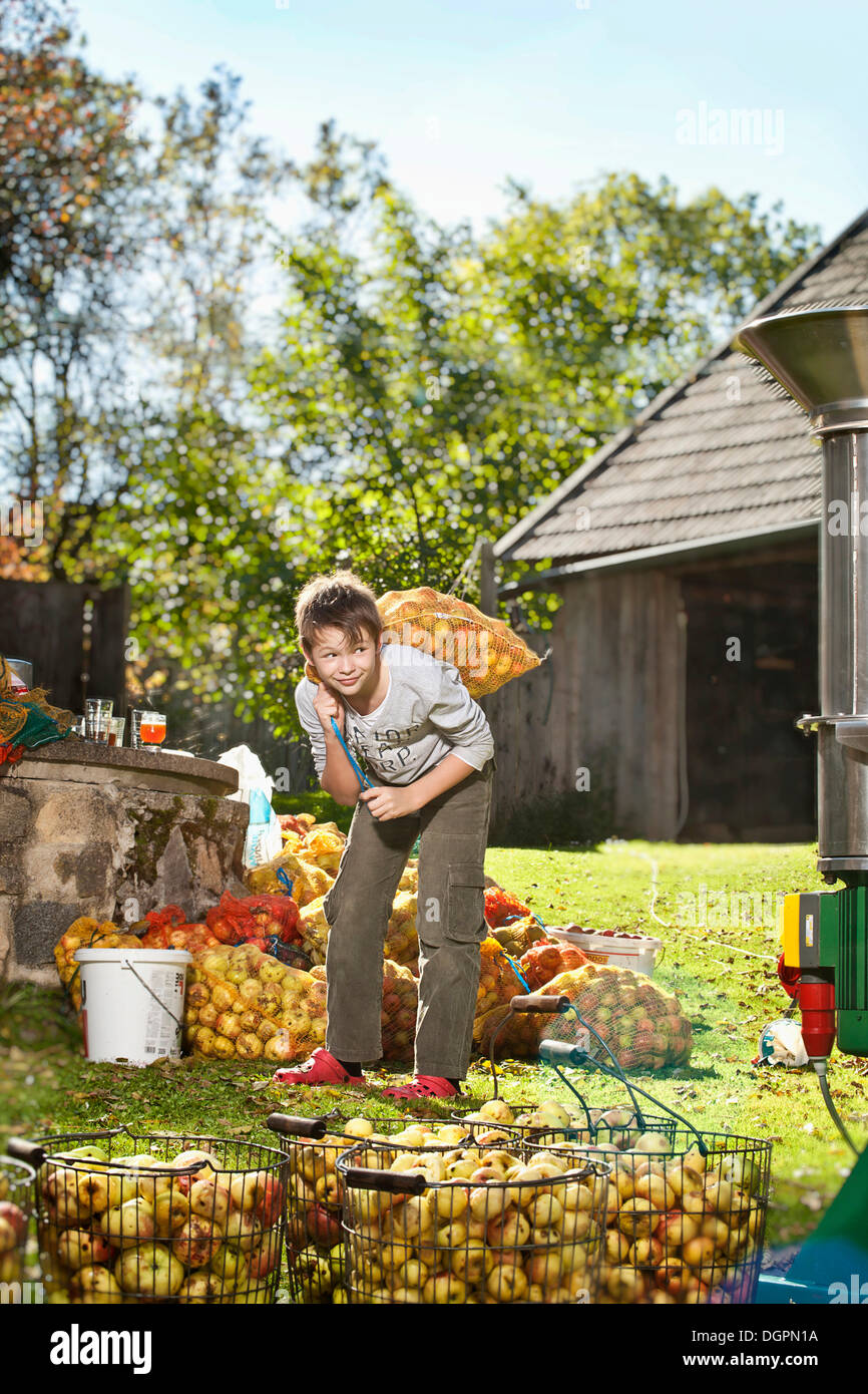 Boy carrying apples for making juice Stock Photo