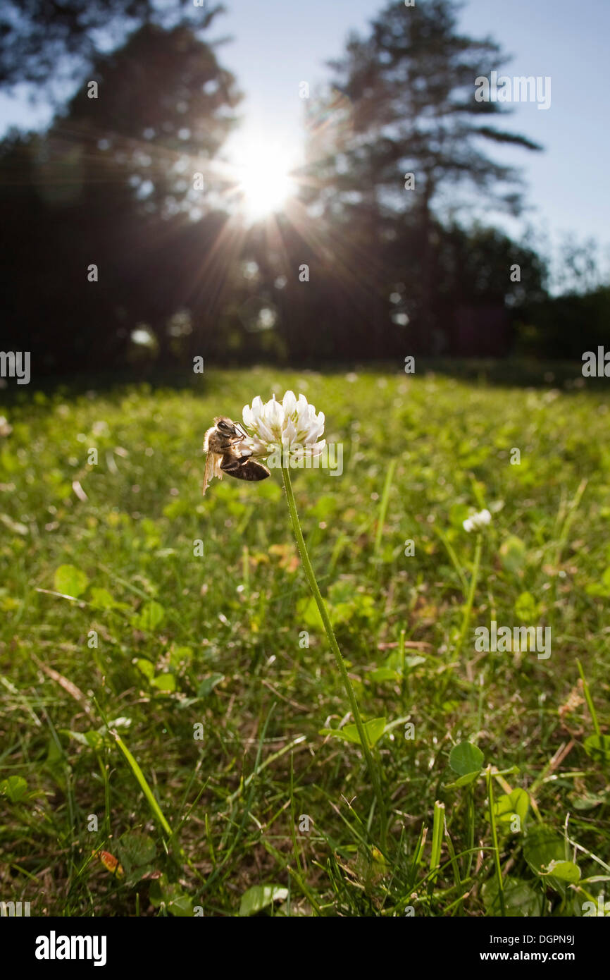 Bee (Apis sp.) on a white clover flower (Trifolium sp.) Stock Photo