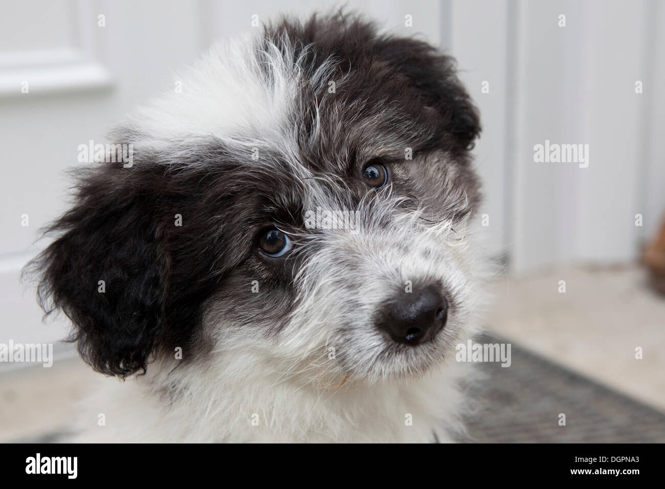 Mixed-breed Dog (Canis lupus familiaris), portrait Stock Photo