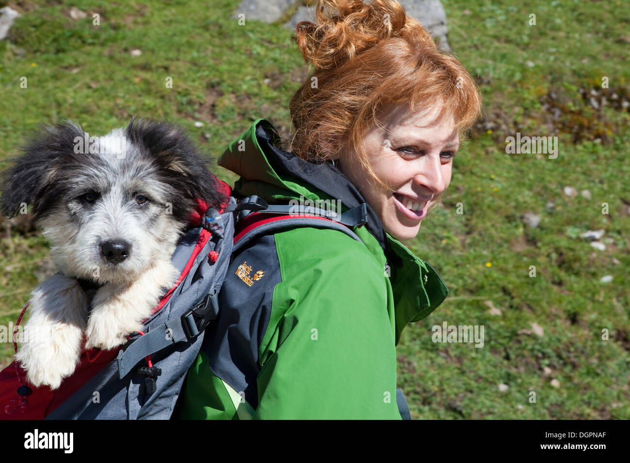 puppy in a backpack