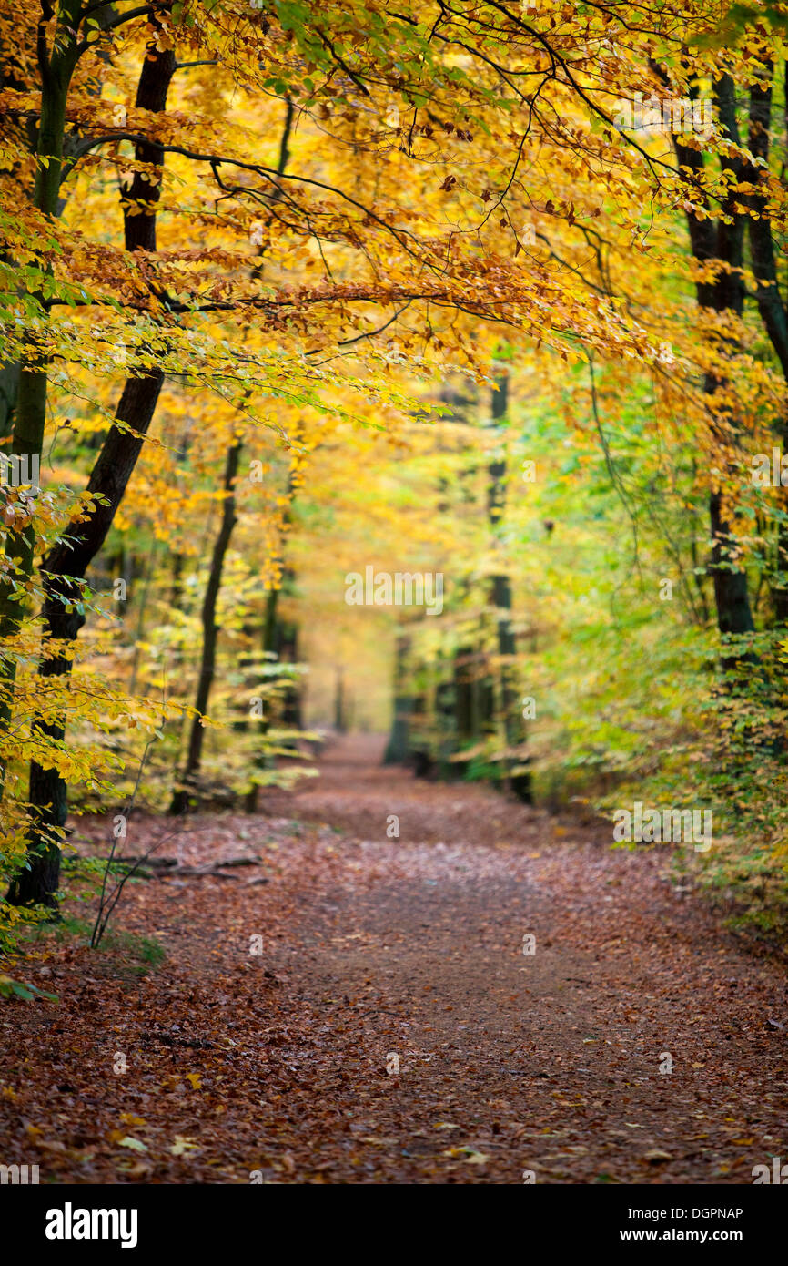 Path in autumn through Grunewald forest, Berlin Stock Photo Alamy