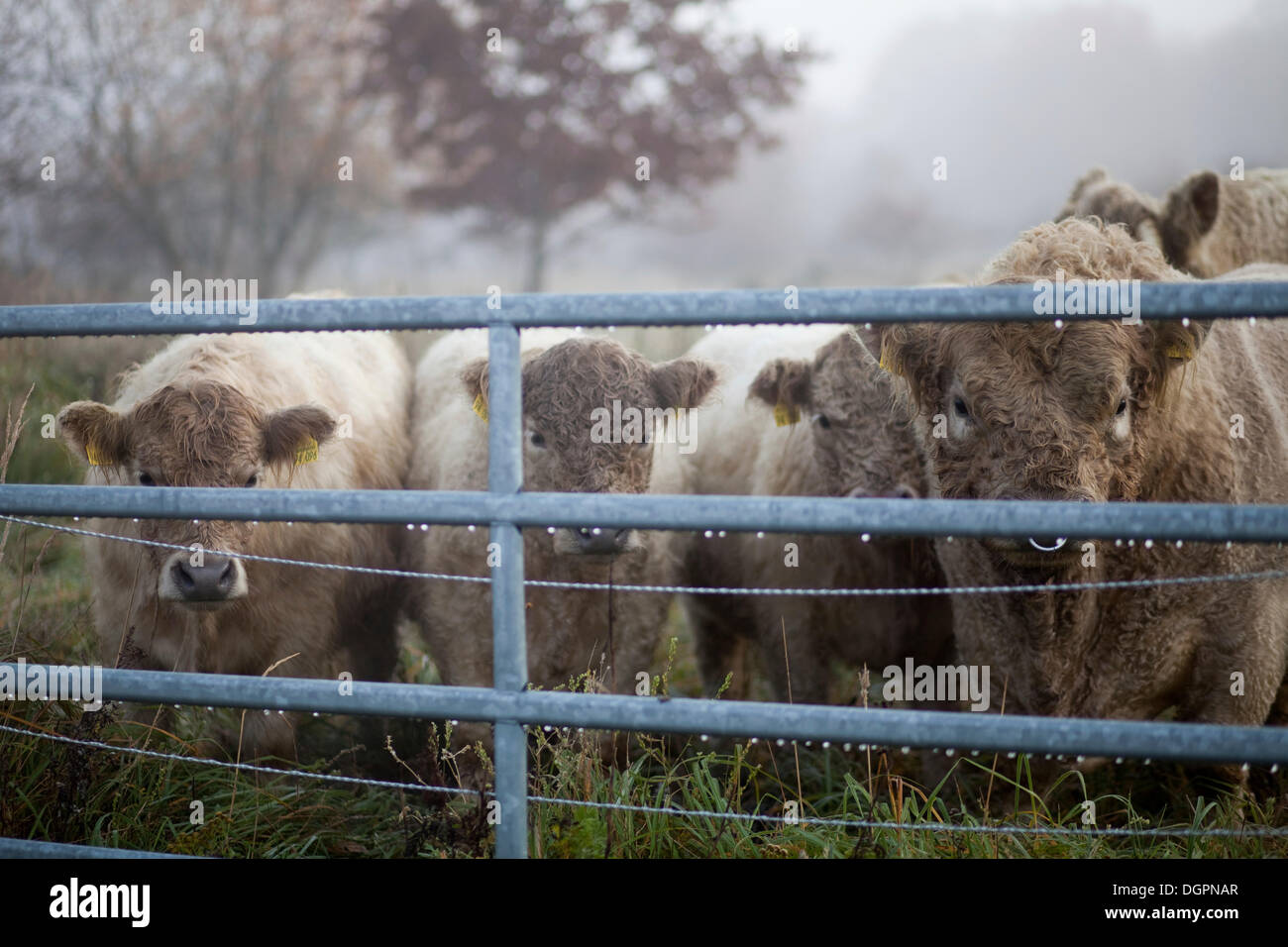 Galloway cattle on a pasture in Priort, Havelland, Brandenburg Stock ...
