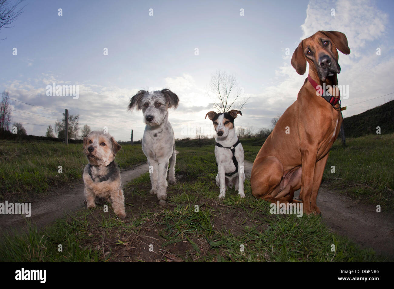 Four dogs sitting side by side on a path, Priort, Havelland, Brandenburg Stock Photo