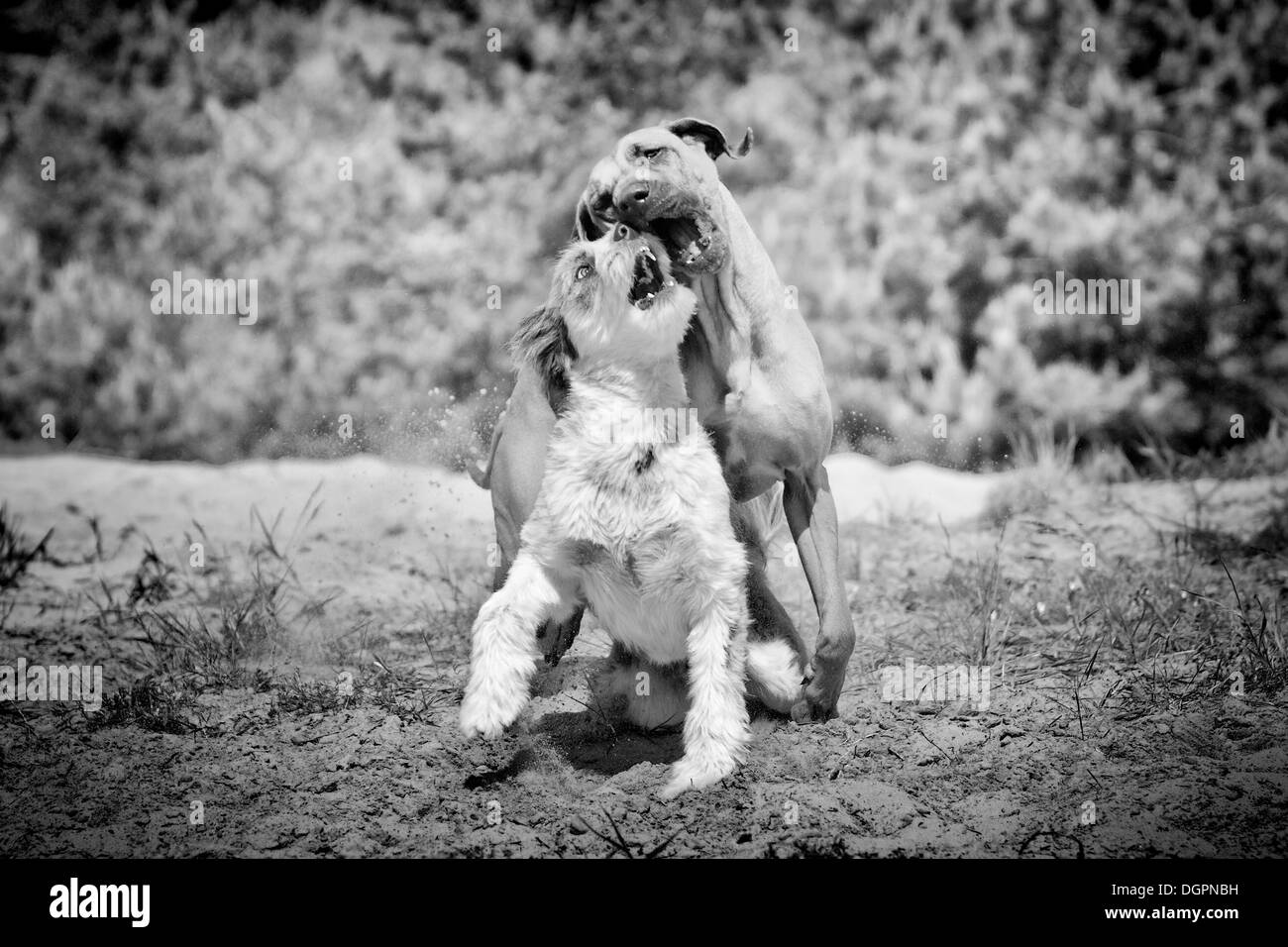 Rhodesian Ridgeback and a Briard mixed-breed dog playing in a sandbox Stock Photo