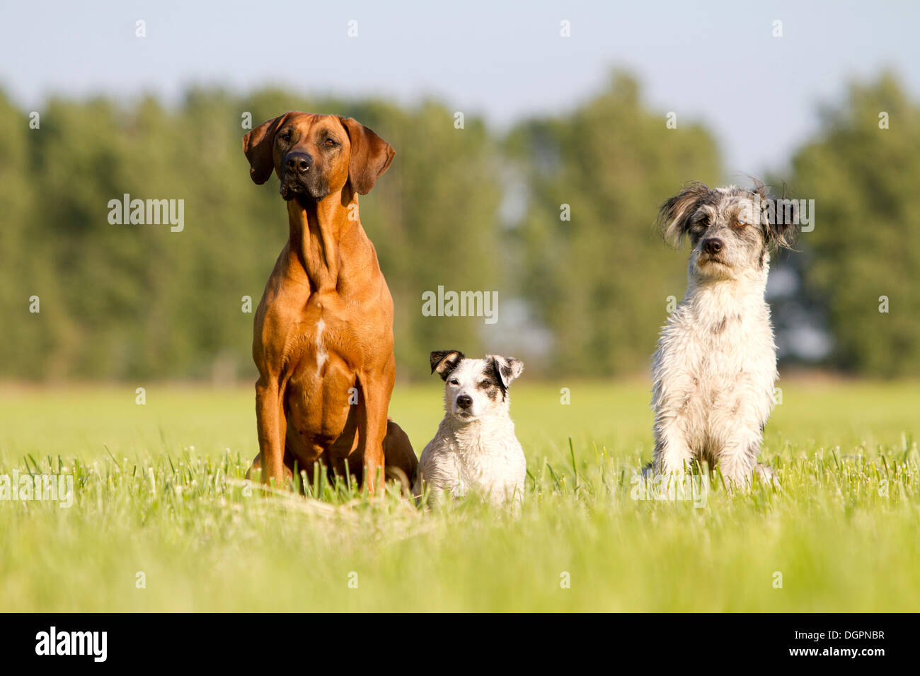Three dogs, a Rhodesian Ridgeback, a Jack Russell Terrier and a Briard mixed-breed sitting in a meadow and look expectantly in Stock Photo