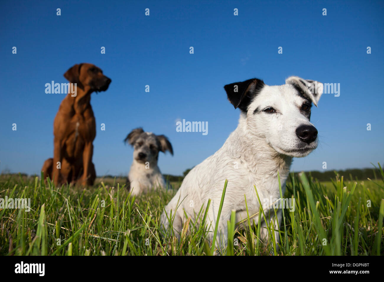 Jack Russell Terrier sitting in a meadow in front of a Rhodesian Ridgeback and a Briard mixed-breed dog Stock Photo