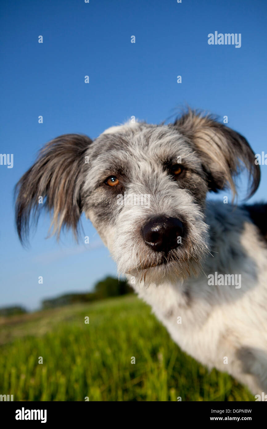Briard mixed-breed dog on a meadow against a blue sky, portrait Stock Photo