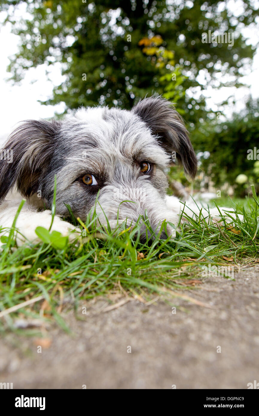 Mixed-breed dog lying in the grass Stock Photo - Alamy