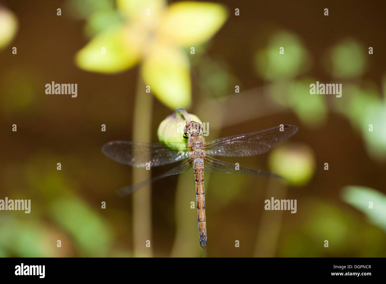 Dragonfly on the flower of a Brown Clematis (Clematis barbellata), Botanical Garden, Berlin Stock Photo